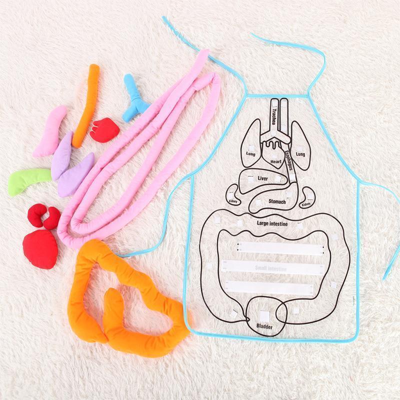 Body Anatomy Apron - An Educational Toy for Children - Image 3