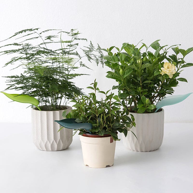Funny Watering Leaves (6pcs) - Image 10